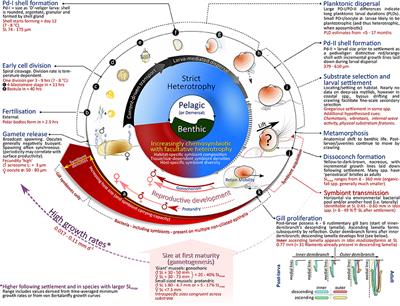 Lifecycle Ecology of Deep-Sea Chemosymbiotic Mussels: A Review